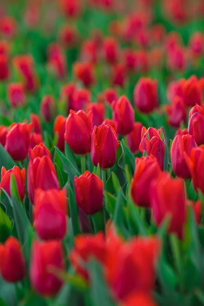 Frühling Hintergrund Mit Roten Tulpen Blumen Wunderschönes Blühendes Tulpenfeld Frühlingszeit — Stockfoto
