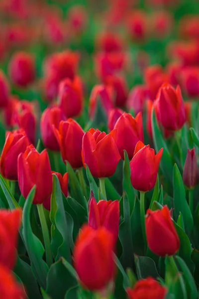 Fondo Primavera Con Flores Tulipanes Rojos Hermoso Campo Tulipanes Flor —  Fotos de Stock