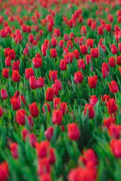 Fondo Primavera Con Fiori Tulipani Rossi Bellissimo Campo Tulipani Fiore — Foto Stock