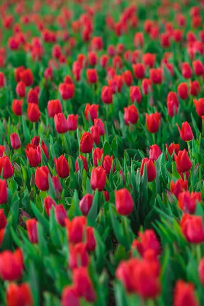 Fondo Primavera Con Fiori Tulipani Rossi Bellissimo Campo Tulipani Fiore — Foto Stock