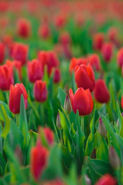 Fondo Primavera Con Fiori Tulipani Rossi Bellissimo Campo Tulipani Fiore — Foto Stock