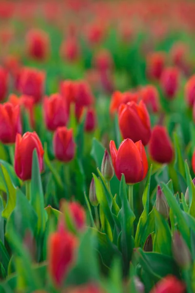 Våren Bakgrund Med Röda Tulpaner Blommor Vackra Blommor Tulpaner Fält Stockbild