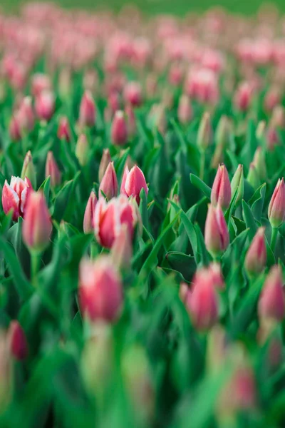 Frühling Hintergrund Mit Rosa Tulpen Blumen Wunderschönes Blühendes Tulpenfeld Frühlingszeit — Stockfoto