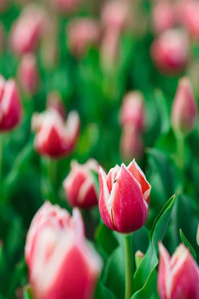 Frühling Hintergrund Mit Rosa Tulpen Blumen Wunderschönes Blühendes Tulpenfeld Frühlingszeit — Stockfoto