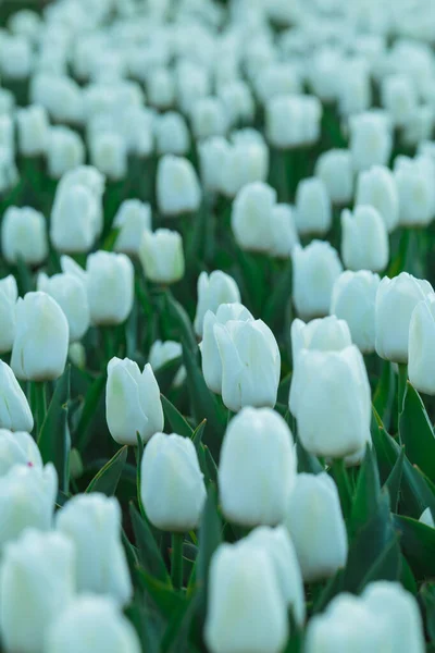 Spring Background White Tulips Flowers Beautiful Blossom Tulips Field Spring — Stock Photo, Image