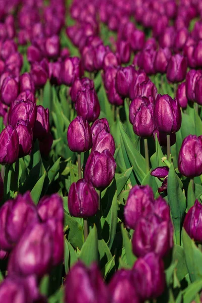 Fondo Primavera Con Flores Tulipanes Morados Hermoso Campo Tulipanes Flor —  Fotos de Stock