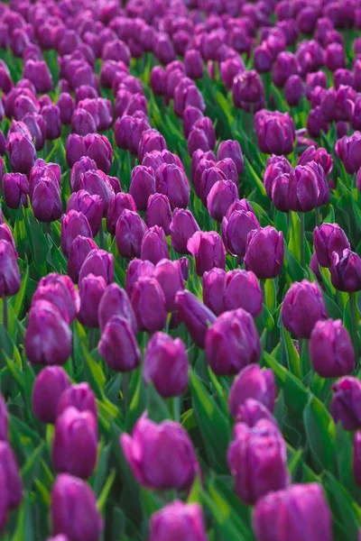 Tavaszi Háttér Lila Tulipán Virágok Gyönyörű Virág Tulipán Mező Tavasszal — Stock Fotó