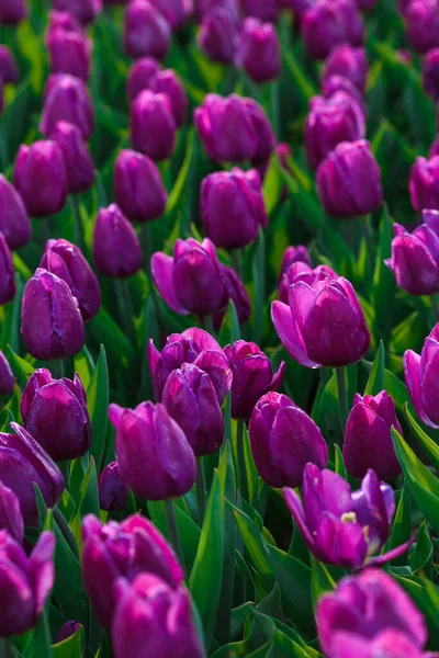 Fondo Primavera Con Flores Tulipanes Morados Hermoso Campo Tulipanes Flor —  Fotos de Stock