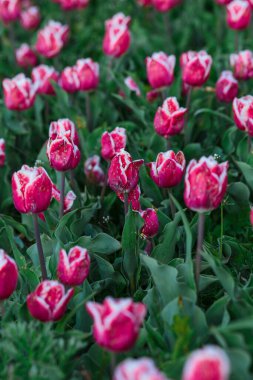 Pembe lale çiçekleriyle bahar arkaplanı. Güzel çiçek açan lale tarlası. İlkbahar. afiş, boşluğu kopyala