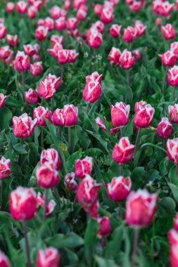Pembe lale çiçekleriyle bahar arkaplanı. Güzel çiçek açan lale tarlası. İlkbahar. afiş, boşluğu kopyala