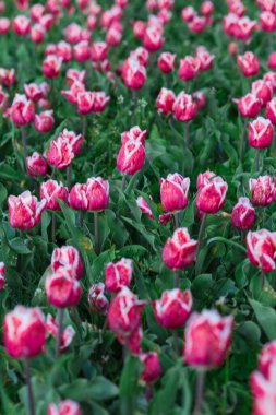 Pembe lale çiçekleriyle bahar arkaplanı. Güzel çiçek açan lale tarlası. İlkbahar. afiş, boşluğu kopyala