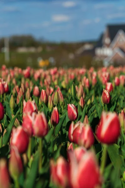 Wiosenne Tło Różowymi Kwiatami Tulipanów Piękne Pole Tulipanów Kwiatowych Wiosna — Zdjęcie stockowe