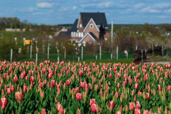 Voorjaarsachtergrond Met Roze Tulpen Bloemen Mooie Bloesem Tulpen Veld Lente — Stockfoto