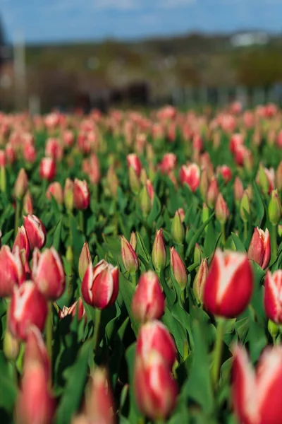 Wiosenne Tło Różowymi Kwiatami Tulipanów Piękne Pole Tulipanów Kwiatowych Wiosna — Zdjęcie stockowe