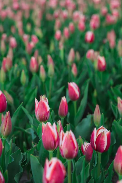 Frühling Hintergrund Mit Rosa Tulpen Blumen Wunderschönes Blühendes Tulpenfeld Frühlingszeit — Stockfoto