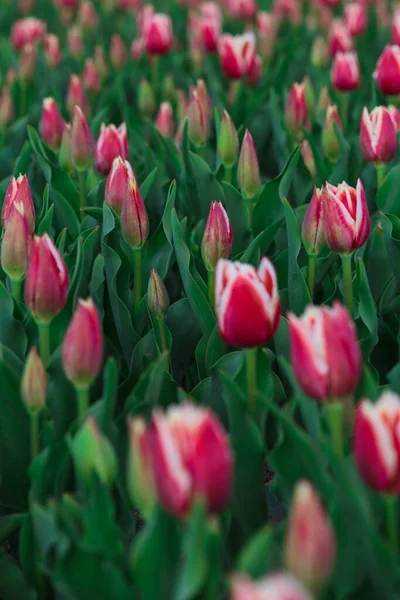 Fondo Primavera Con Fiori Tulipani Rosa Bellissimo Campo Tulipani Fiore — Foto Stock