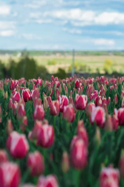 Fondo Primavera Con Fiori Tulipani Rosa Bellissimo Campo Tulipani Fiore — Foto Stock