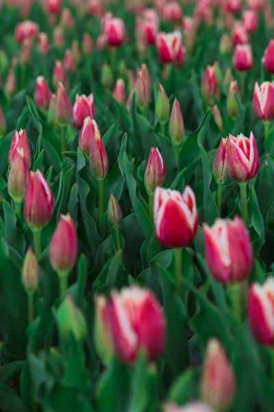 Fondo Primavera Con Fiori Tulipani Rosa Bellissimo Campo Tulipani Fiore — Foto Stock