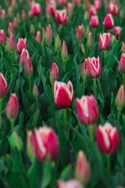 Fondo Primavera Con Fiori Tulipani Rosa Bellissimo Campo Tulipani Fiore — Foto Stock