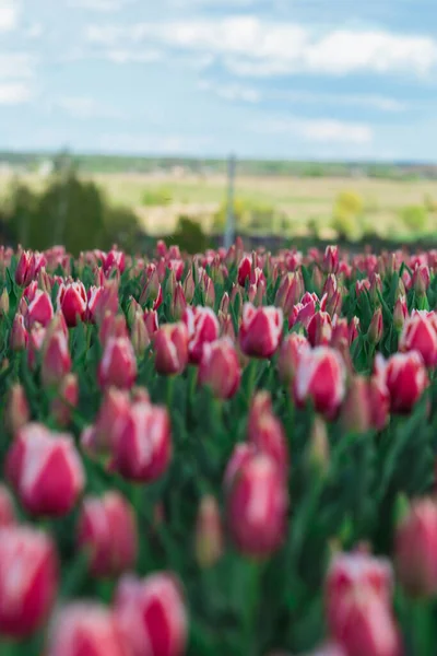 Fondo Primavera Con Fiori Tulipani Rosa Bellissimo Campo Tulipani Fiore — Foto Stock