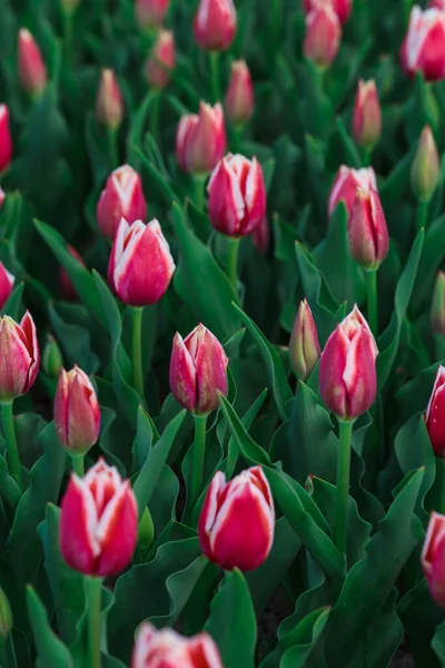 Fondo Primavera Con Fiori Tulipani Rosa Bellissimo Campo Tulipani Fiore — Foto Stock