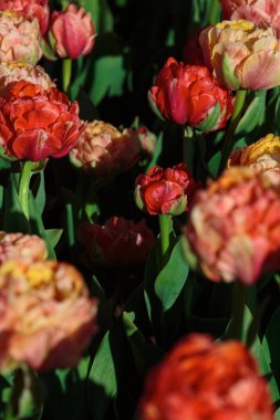 Kırmızı lale çiçekleriyle bahar arkaplanı. Güzel çiçek açan lale tarlası. İlkbahar. afiş, boşluğu kopyala
