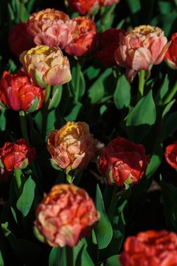 Kırmızı lale çiçekleriyle bahar arkaplanı. Güzel çiçek açan lale tarlası. İlkbahar. afiş, boşluğu kopyala