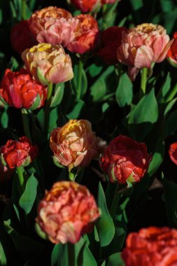 Kırmızı lale çiçekleriyle bahar arkaplanı. Güzel çiçek açan lale tarlası. İlkbahar. afiş, boşluğu kopyala