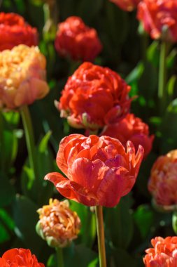 Kırmızı lale çiçekleriyle bahar arkaplanı. Güzel çiçek açan lale tarlası. İlkbahar. afiş, boşluğu kopyala