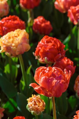Kırmızı lale çiçekleriyle bahar arkaplanı. Güzel çiçek açan lale tarlası. İlkbahar. afiş, boşluğu kopyala