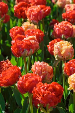 Kırmızı lale çiçekleriyle bahar arkaplanı. Güzel çiçek açan lale tarlası. İlkbahar. afiş, boşluğu kopyala