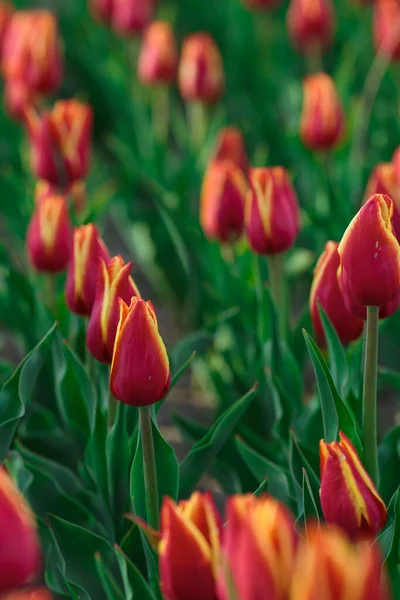 Fondo Primavera Con Flores Tulipanes Rojos Hermoso Campo Tulipanes Flor — Foto de Stock