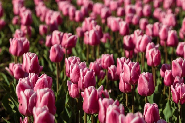 Fondo Primavera Con Flores Tulipanes Rosados Hermoso Campo Tulipanes Flor —  Fotos de Stock