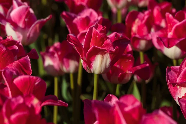 Весенний Фон Розовыми Цветами Тюльпанов Прекрасное Цветущее Тюльпановое Поле Весна — стоковое фото