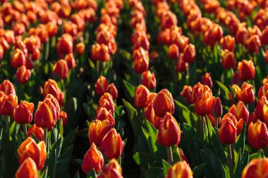 Kırmızı lale çiçekleriyle bahar arkaplanı. Güzel çiçek açan lale tarlası. İlkbahar. afiş, boşluğu kopyala