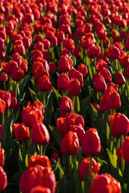 Kırmızı lale çiçekleriyle bahar arkaplanı. Güzel çiçek açan lale tarlası. İlkbahar. afiş, boşluğu kopyala