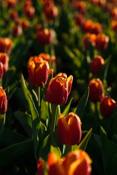 Frühling Hintergrund Mit Roten Tulpen Blumen Wunderschönes Blühendes Tulpenfeld Frühlingszeit — Stockfoto