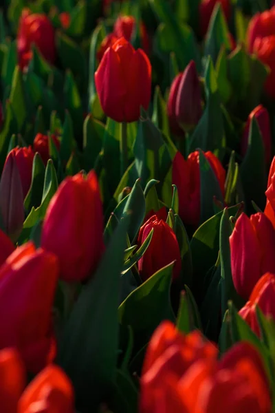 Tavaszi Háttér Vörös Tulipán Virágok Gyönyörű Virág Tulipán Mező Tavasszal — Stock Fotó