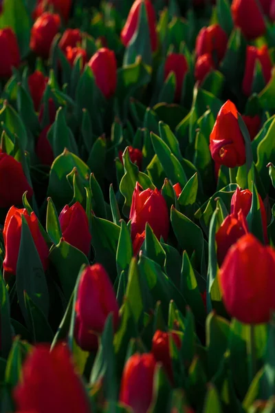 Fondo Primavera Con Fiori Tulipani Rossi Bellissimo Campo Tulipani Fiore — Foto Stock