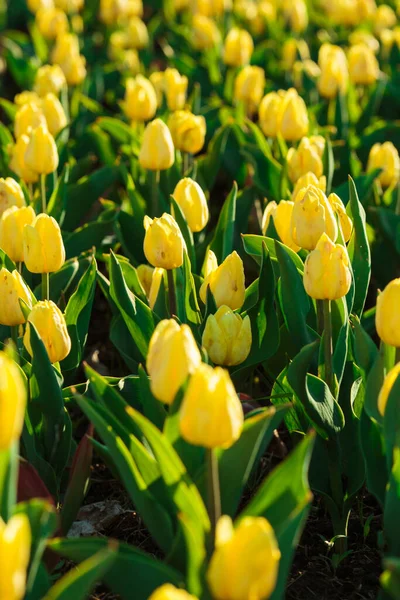 Fondo Primavera Con Fiori Tulipani Gialli Bellissimo Campo Tulipani Fiore — Foto Stock