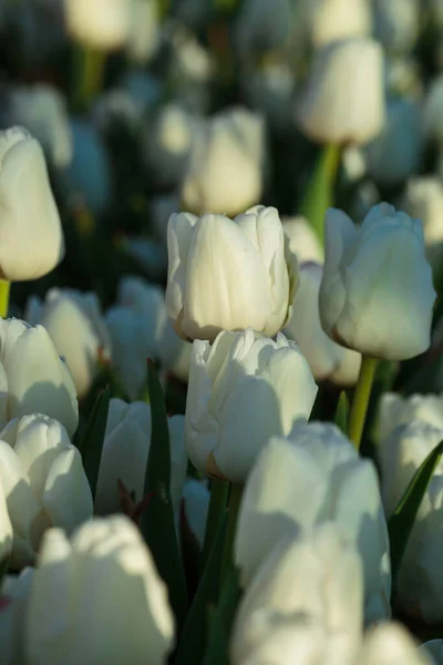 Våren Bakgrund Med Vita Tulpaner Blommor Vackra Blommor Tulpaner Fält — Stockfoto