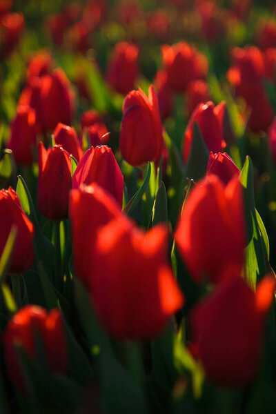 Spring background with red tulips flowers. beautiful blossom tulips field. spring time. banner, copy space