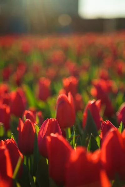 Frühling Hintergrund Mit Roten Tulpen Blumen Wunderschönes Blühendes Tulpenfeld Frühlingszeit — Stockfoto