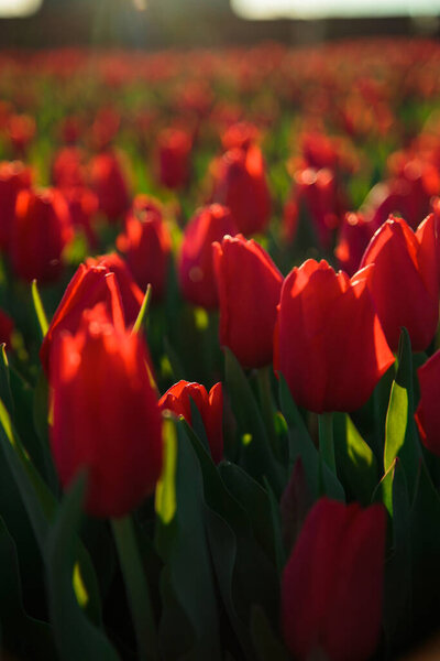Весенний фон с красными цветами тюльпанов. Прекрасное цветущее тюльпановое поле. весна. Баннер, копировальное пространство