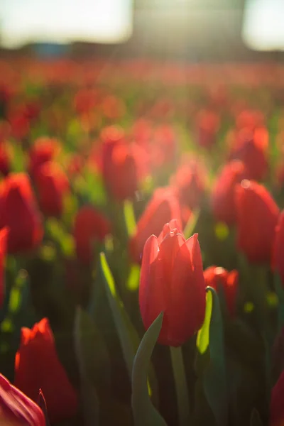 Fondo Primavera Con Flores Tulipanes Rojos Hermoso Campo Tulipanes Flor — Foto de Stock