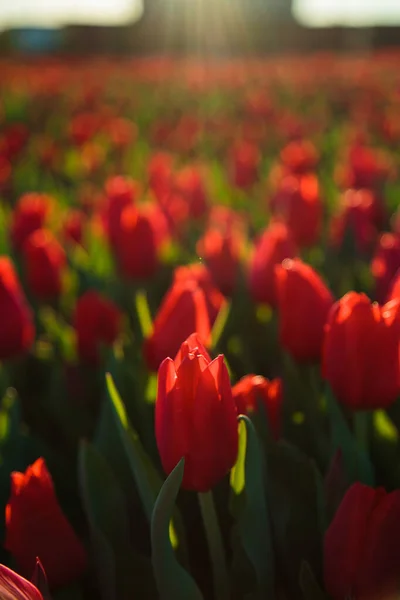 Frühling Hintergrund Mit Roten Tulpen Blumen Wunderschönes Blühendes Tulpenfeld Frühlingszeit — Stockfoto