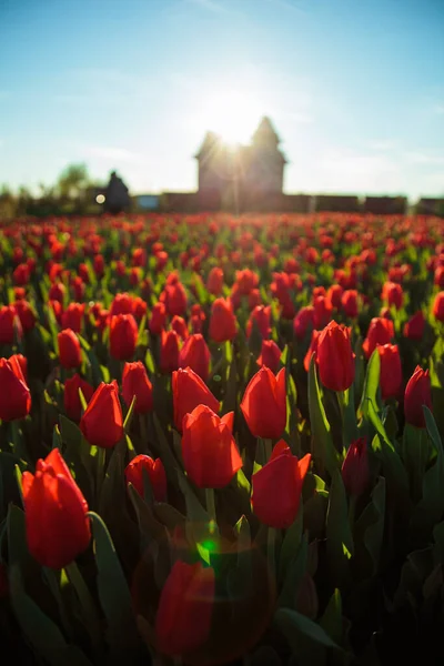 Fondo Primavera Con Fiori Tulipani Rossi Bellissimo Campo Tulipani Fiore — Foto Stock