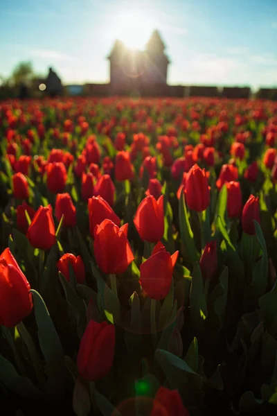 Fondo Primavera Con Fiori Tulipani Rossi Bellissimo Campo Tulipani Fiore — Foto Stock