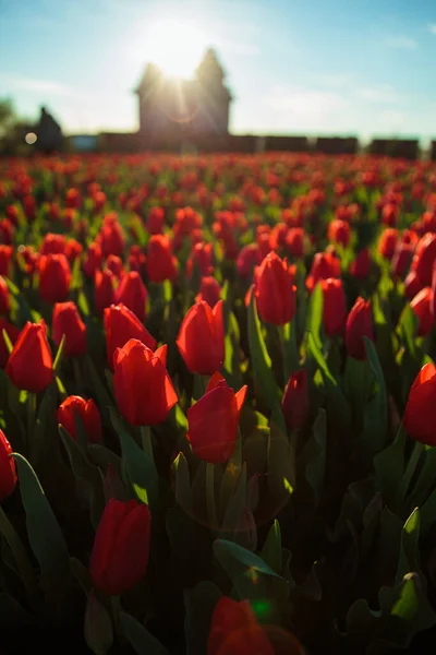 Wiosenne Tło Czerwonymi Tulipanami Kwiaty Piękne Pole Tulipanów Kwiatowych Wiosna — Zdjęcie stockowe
