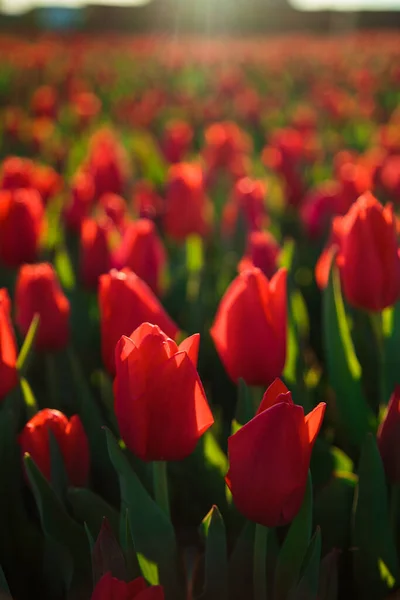 Frühling Hintergrund Mit Roten Tulpen Blumen Wunderschönes Blühendes Tulpenfeld Frühlingszeit — Stockfoto